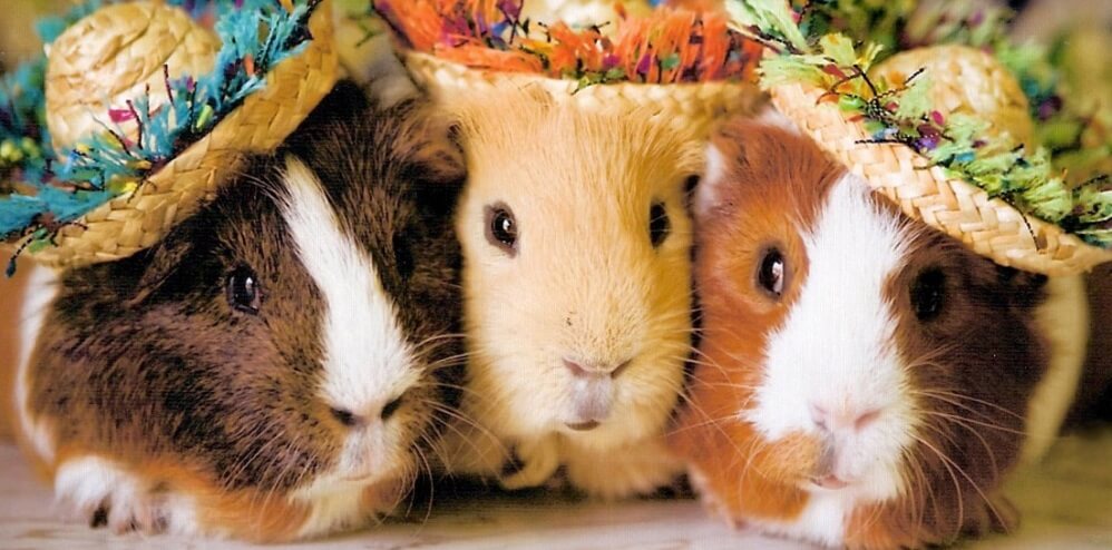 Guinea pig