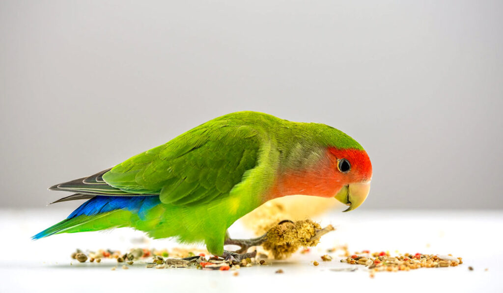 Lovebird eating grain photo