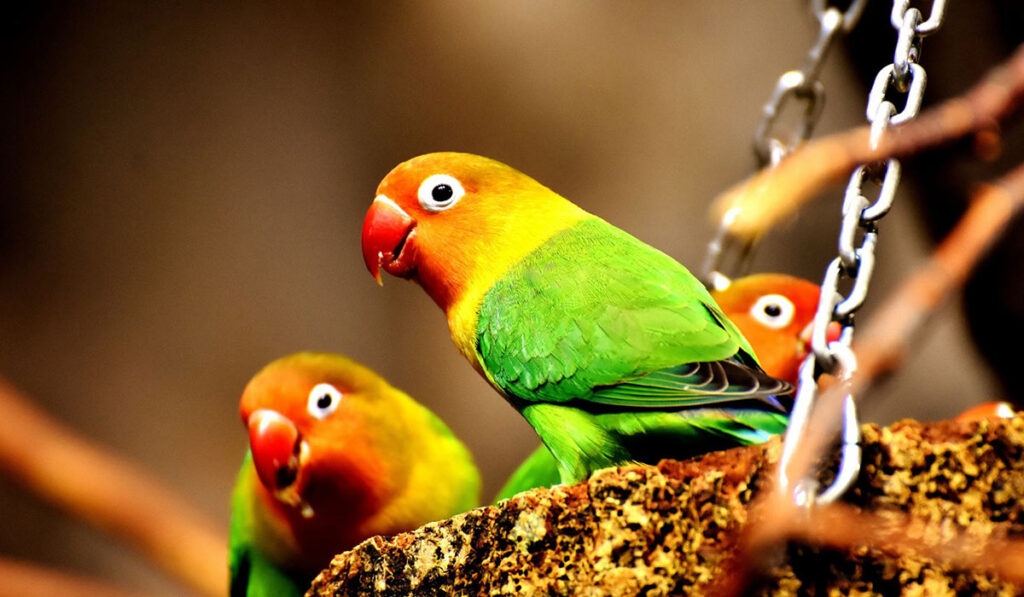 Lovebird playing photo