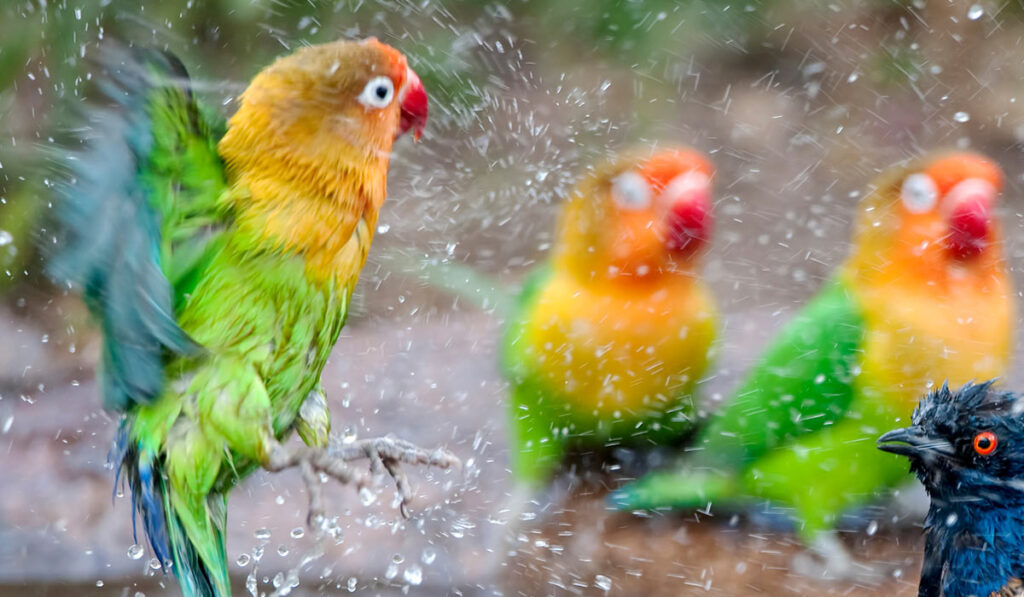 Lovebird bathing photo