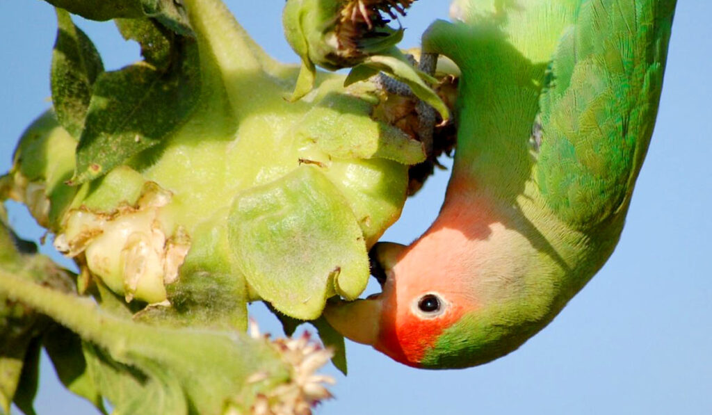 Lovebird eating photo