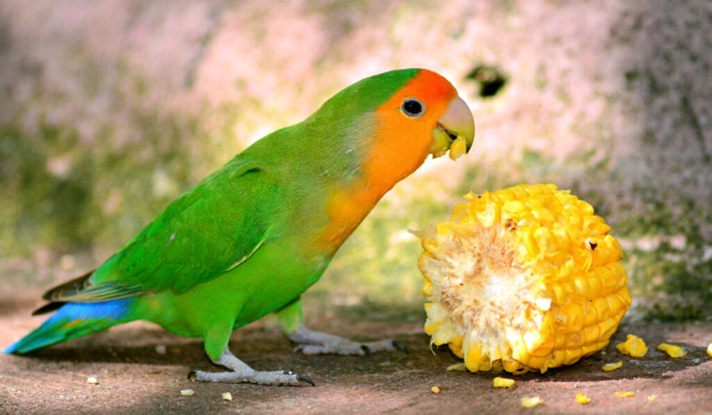 Lovebird eating corn photo