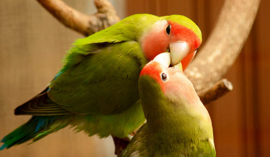 Lovebird boy and girl photo