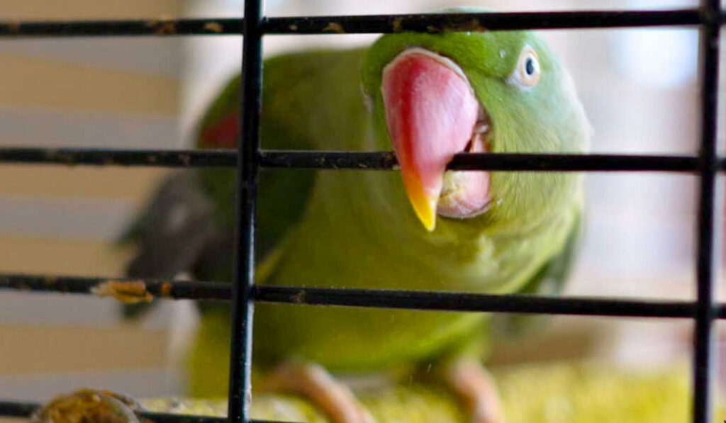 Lovebird in a cage