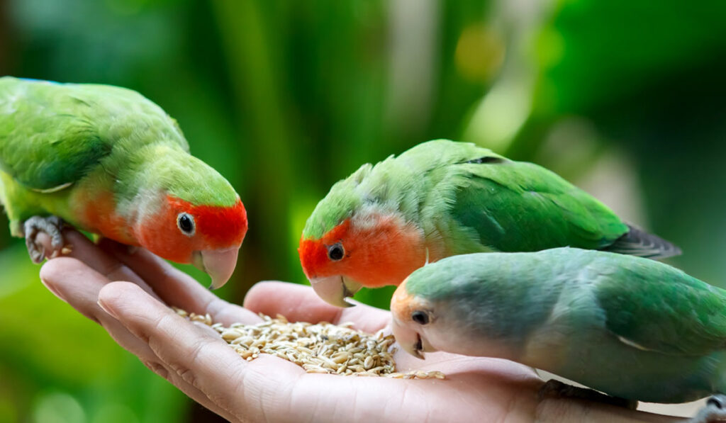 Lovebirds eat grain photo