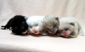 Newborn kittens