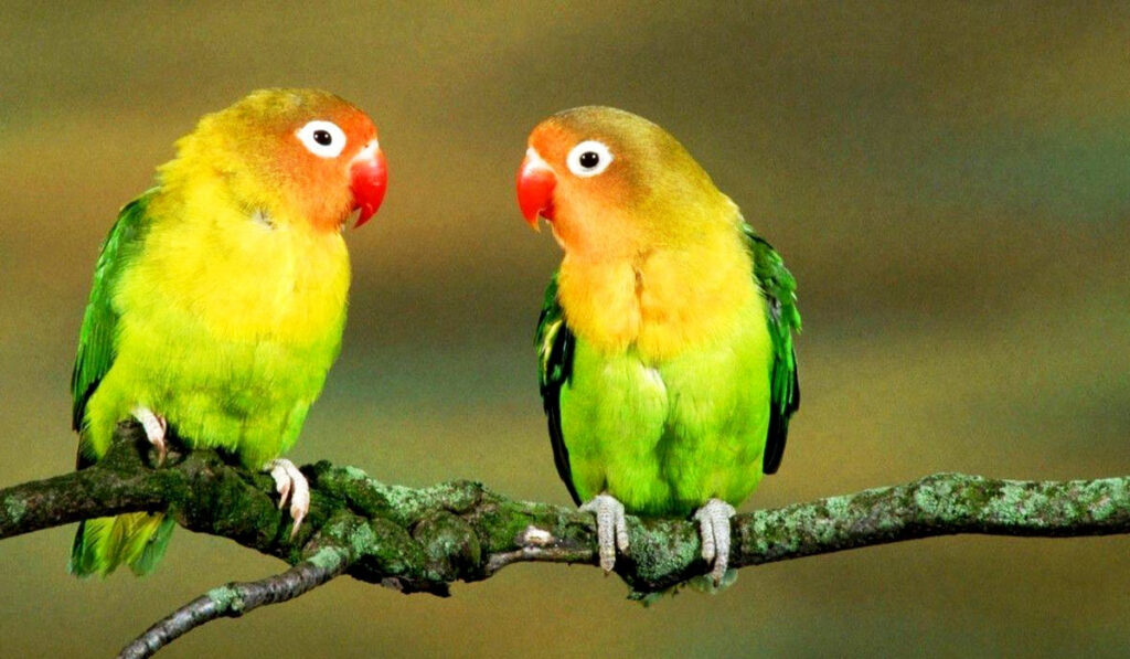 Couple of lovebirds photo