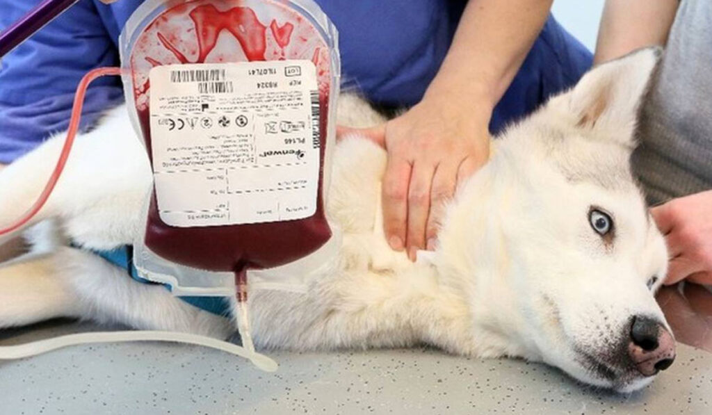 Blood transfusion to a dog photo