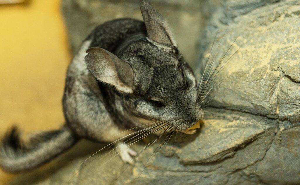 Chinchilla in the wild