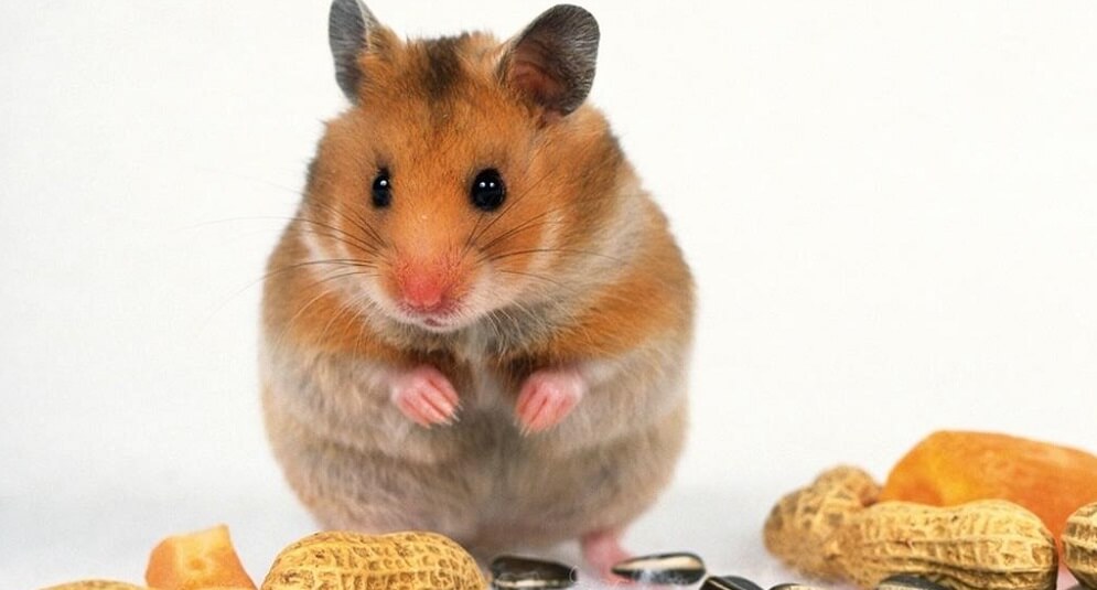 rodent nutrition