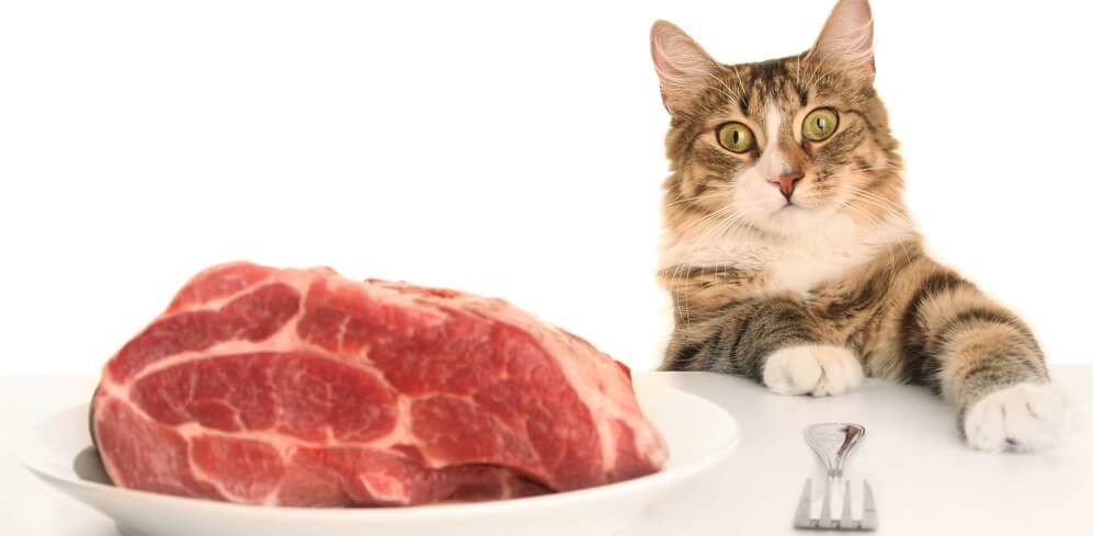 proper nutrition for cats