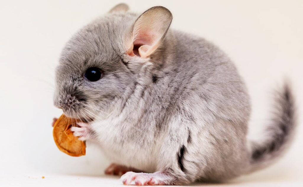 Chinchilla eats