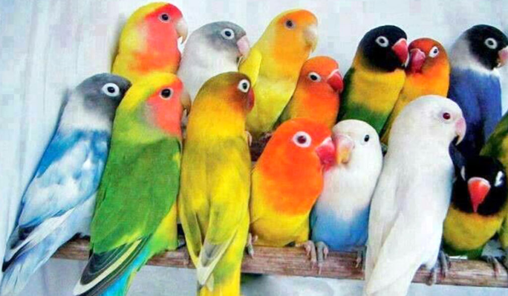 Lovebirds photo