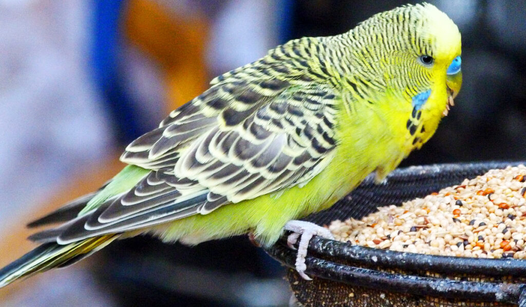 Parrot eating from a feeder photo