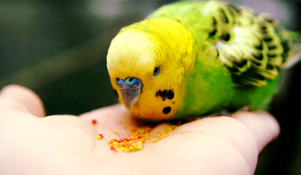 Parrot eats vitamins photo