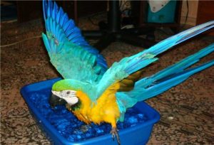 Parrot bath