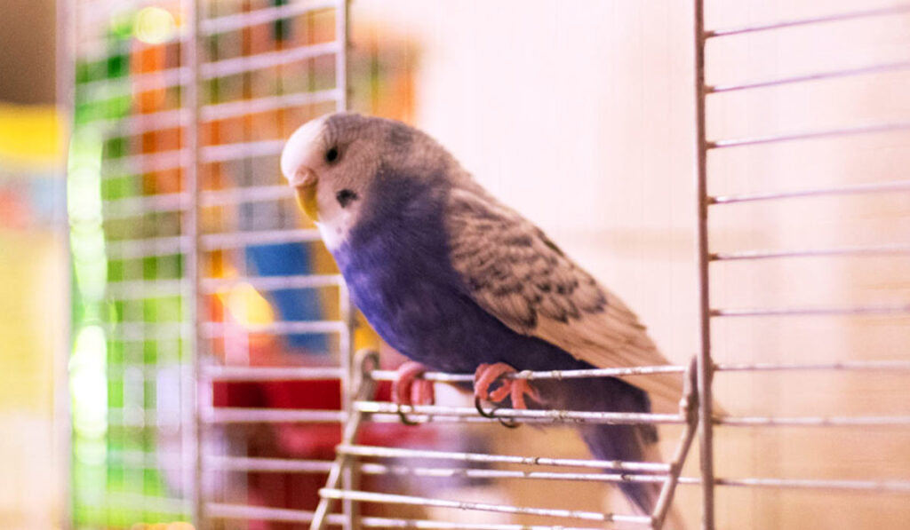 Parrot on a cage photo