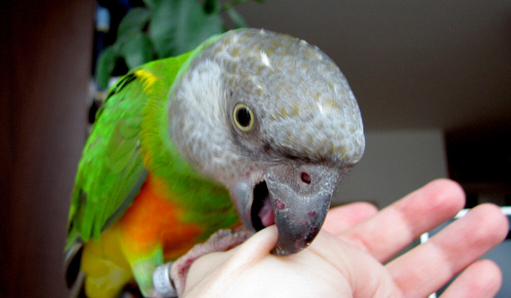 Parrot on finger photo