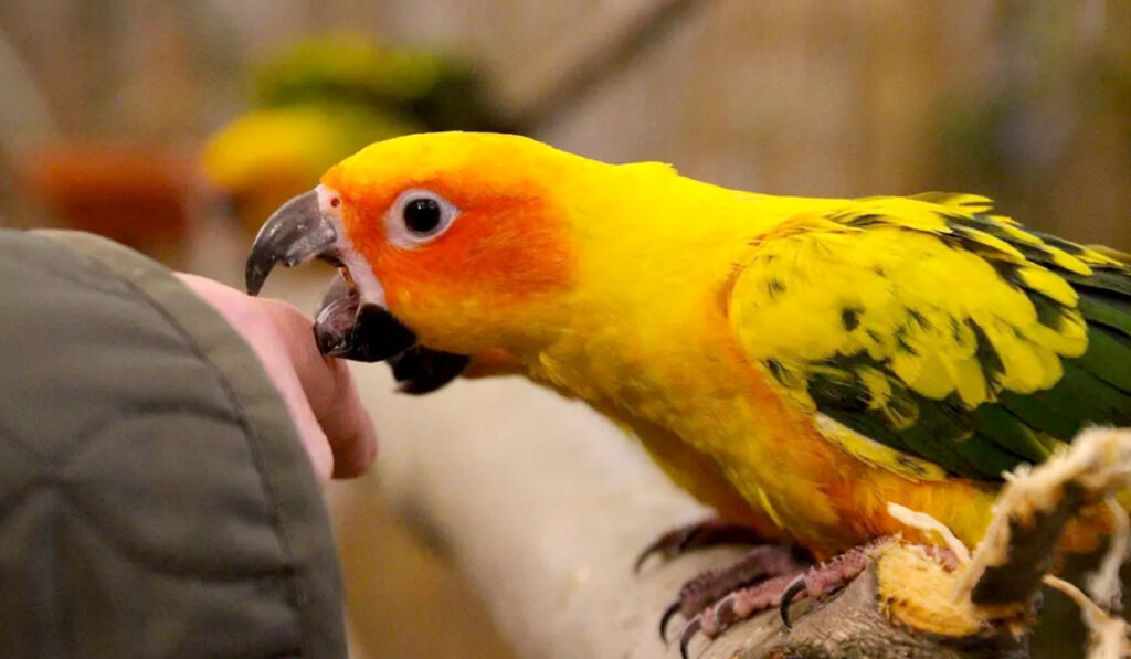 Parrot doesn't want to go into cage photo