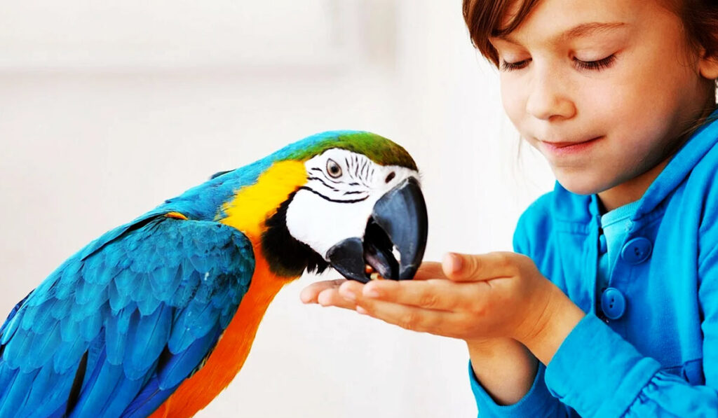 Parrot being fed from hand photo