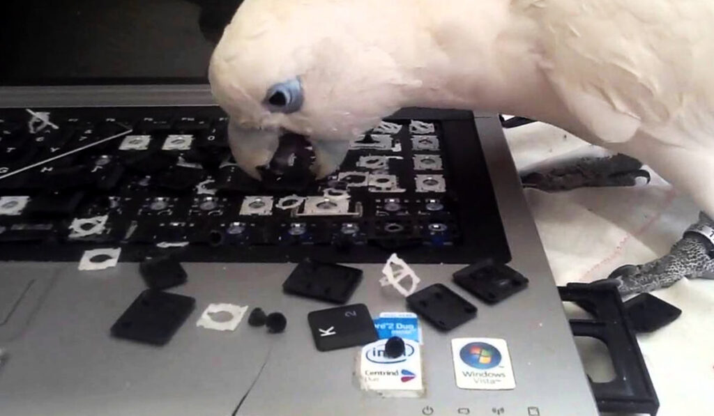 Parrot chewing laptop photo