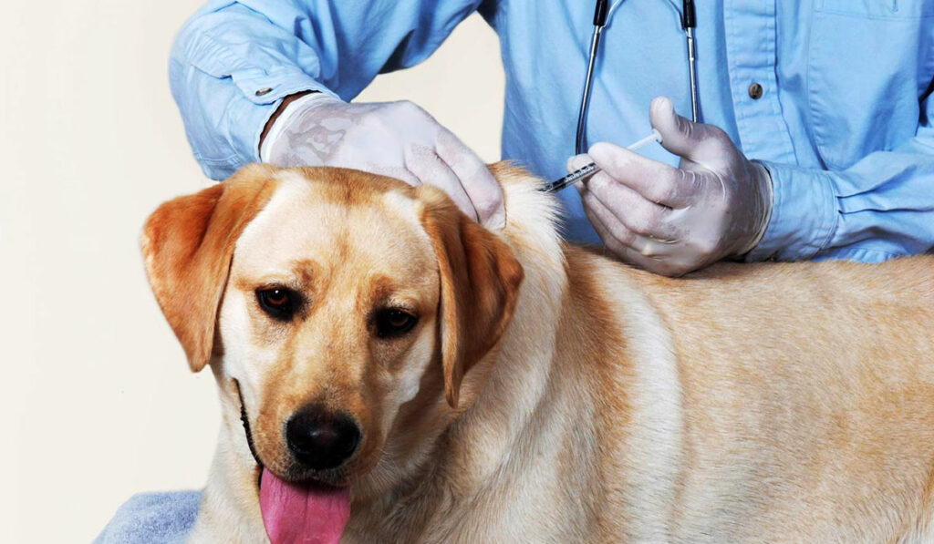 Vaccination against distemper for a dog photo