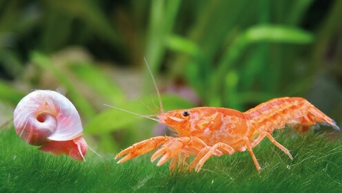 crayfish for aquarium