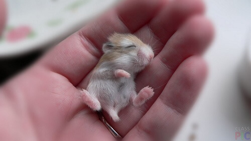 the smallest rodent