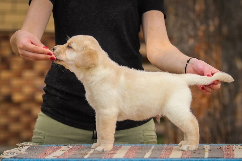 Labrador puppy at 2 months