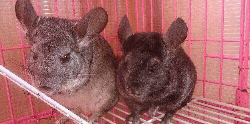 Chinchillas