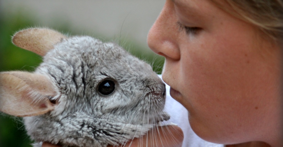 read all about chinchilla