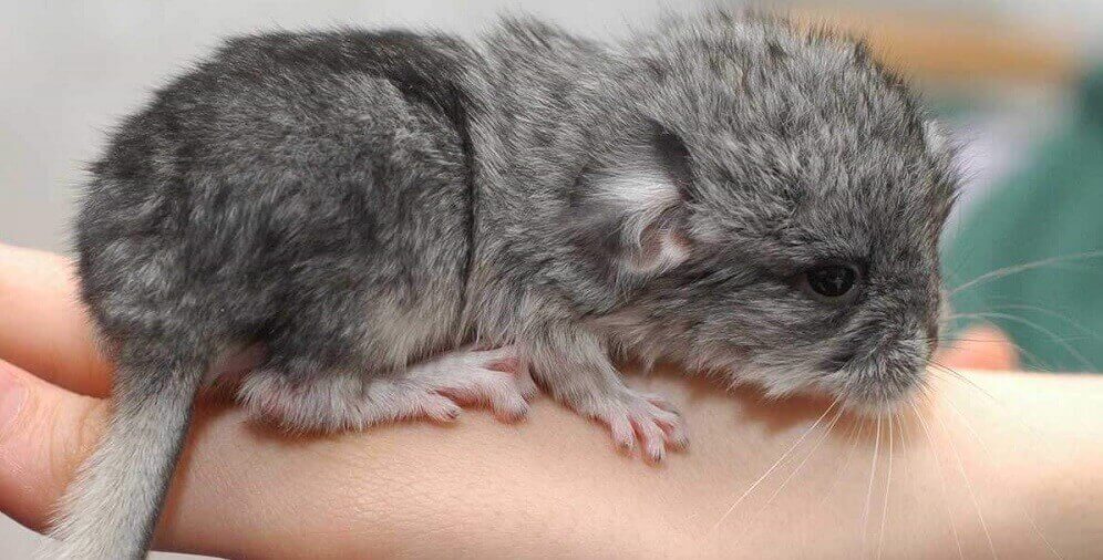 all about chinchillas