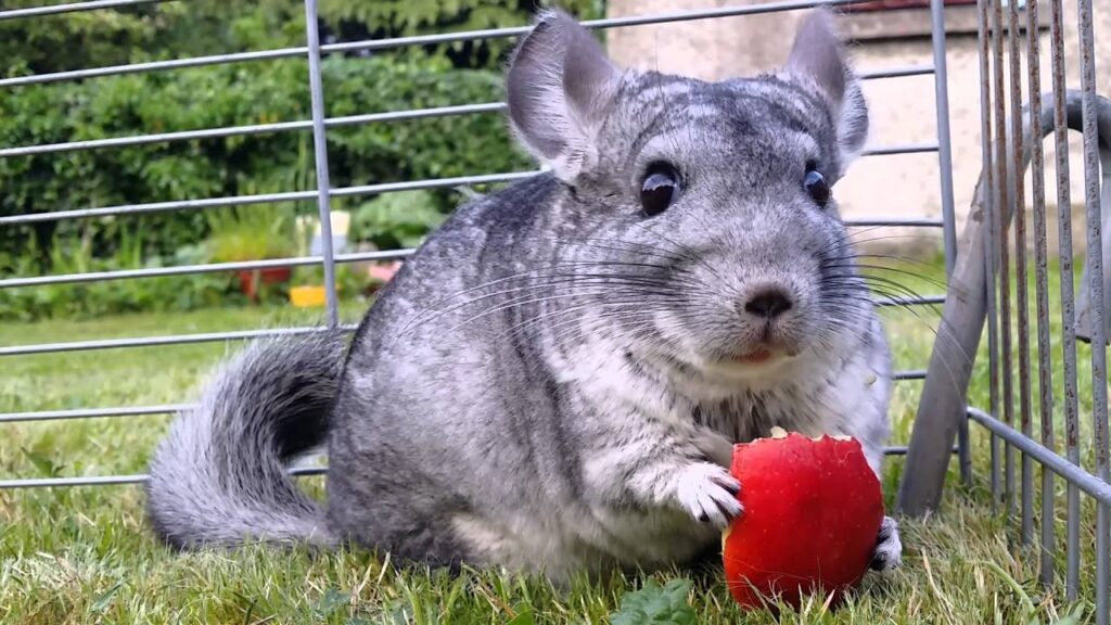 Chinchilla eats watermelon