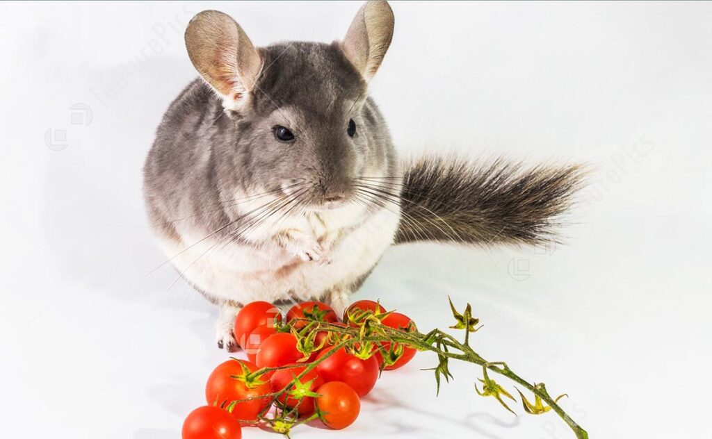 Chinchilla and tomato