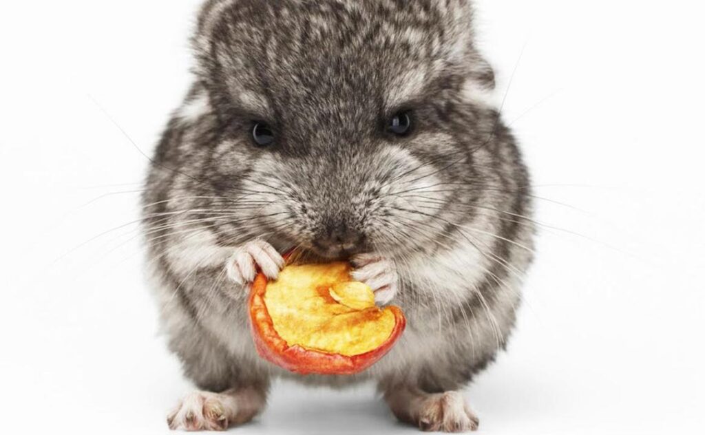 Chinchilla eats dried fruit