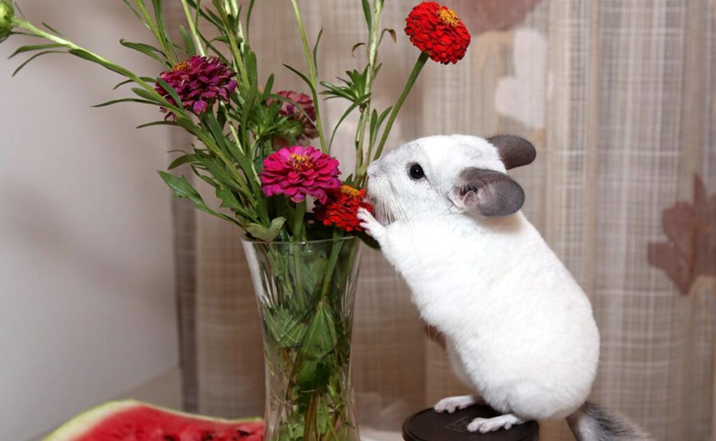 Chinchilla eats flowers