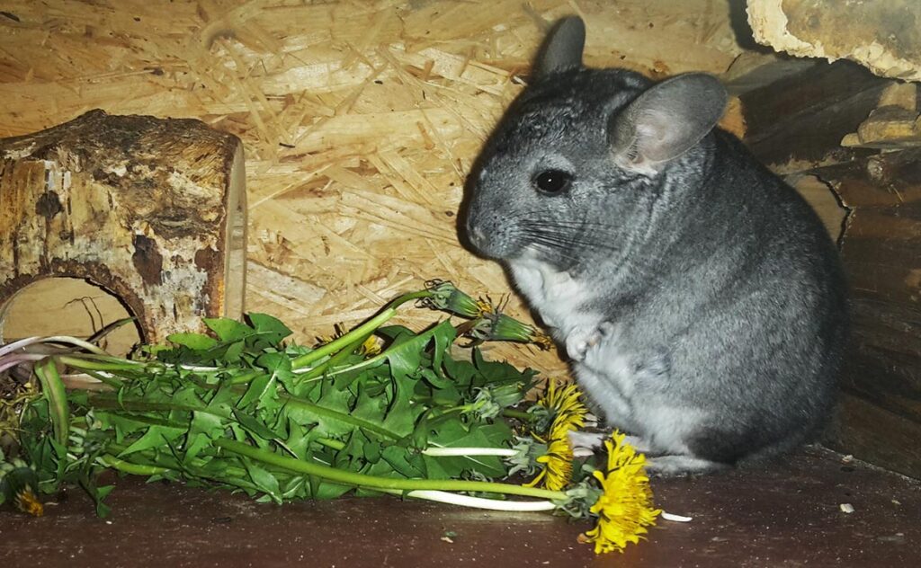 Chinchilla and dandelions