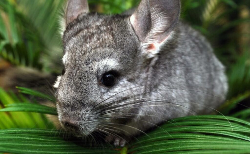 Chinchilla among the grass