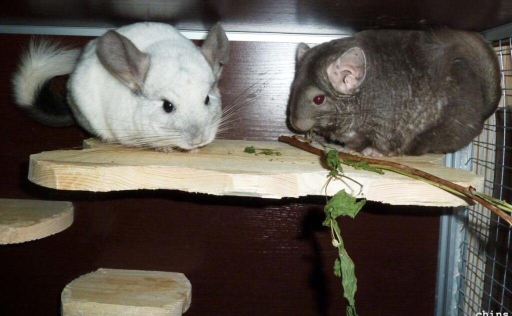 Chinchillas eat branches