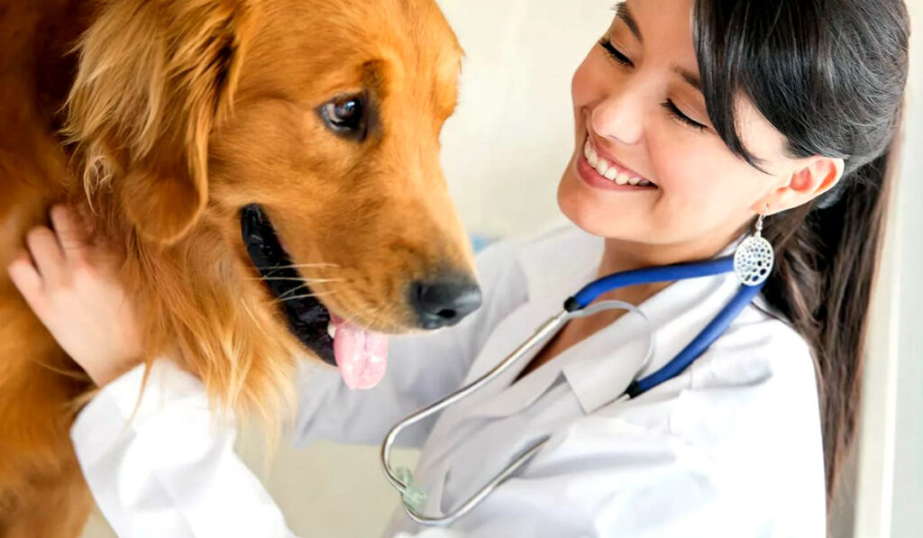 Dog in the veterinary clinic photo