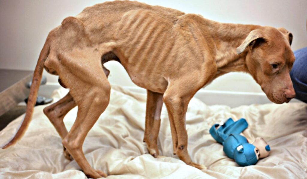 emaciated dog