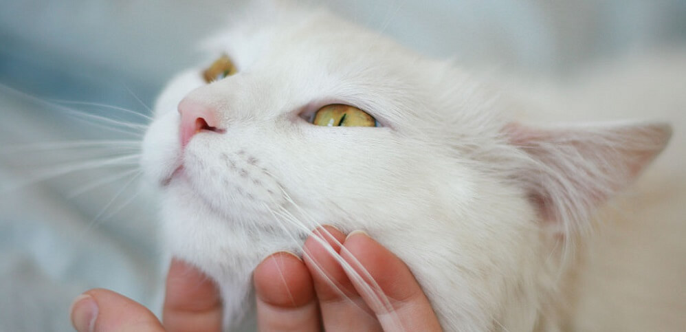 Turkish Angora