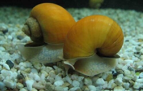 snails for aquarium