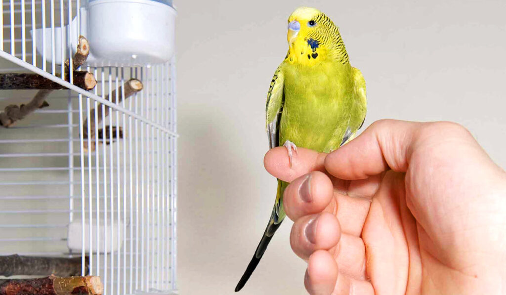 Budgerigar released from cage photo