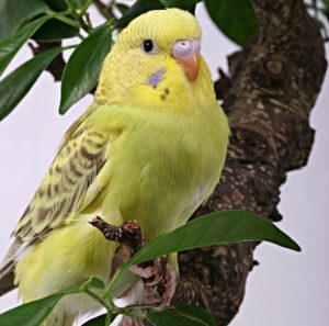 Budgerigar