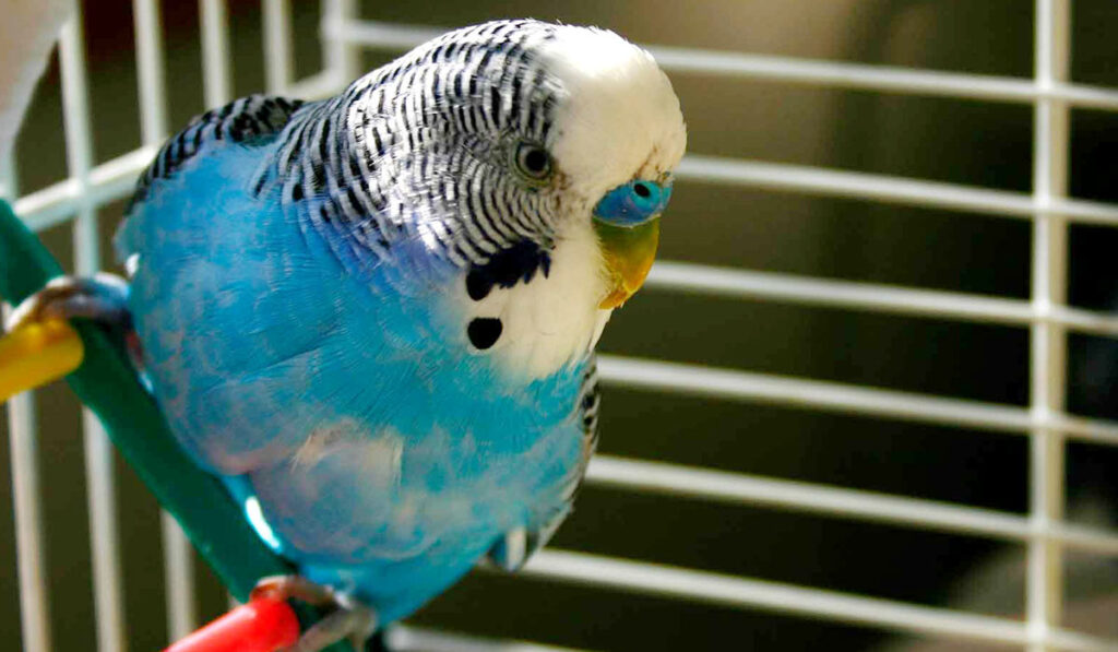 Budgerigar in a cage photo