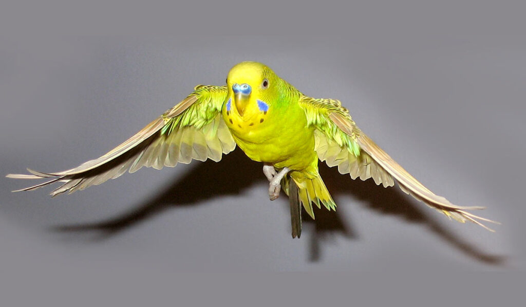 Budgerigar in flight photo