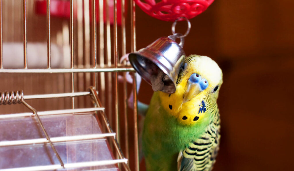 Budgerigar near the cage photo